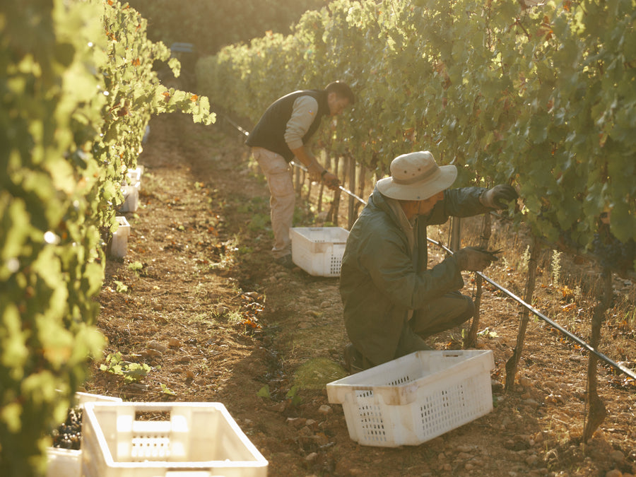 Arbeit im Weinberg